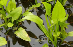 photo of Sagitiaria latifolia